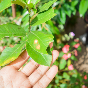 Services-2024-website-thumb (1)