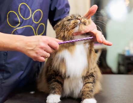 pet-grooming