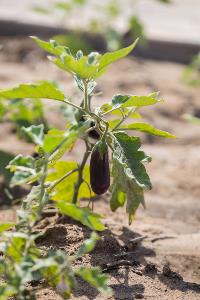 Community Gardens 3